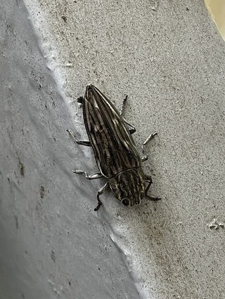 写真：ウバタマムシ1