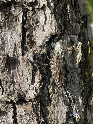 写真：ウバタマムシ2