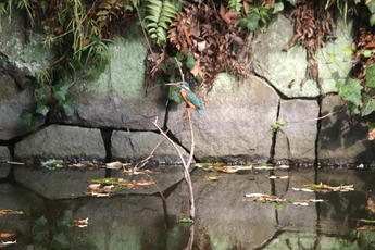写真：カワセミ