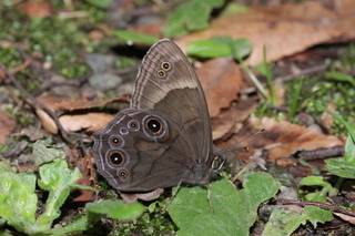 写真：クロヒカゲ