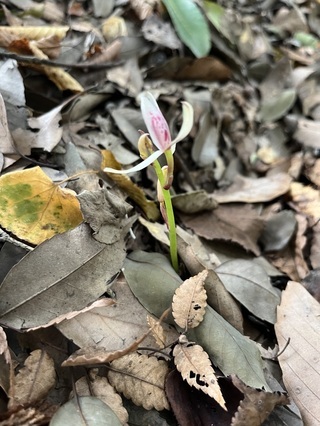 写真：マヤラン