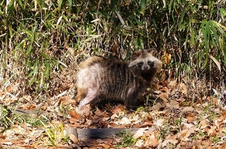 写真：たぬき