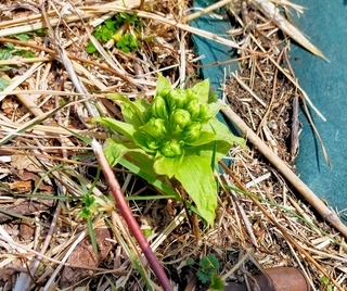 写真：フキ(フキノトウ)