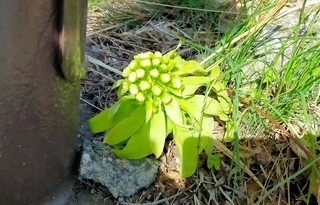 写真：フキ(フキノトウ)