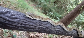 写真：アオダイショウ