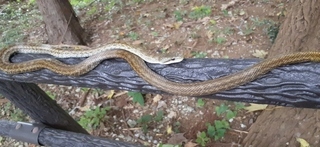 写真：アオダイショウ