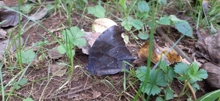 写真：アオダイショウ