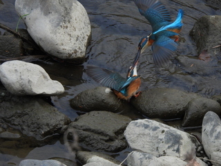 写真：カワセミ
