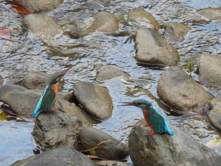 写真：カワセミ