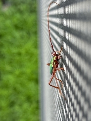 写真：アカアシオオアオカミキリ1