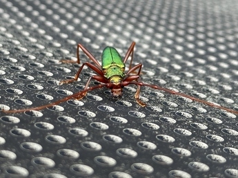 写真：アカアシオオアオカミキリ3