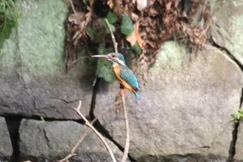 写真：カワセミ