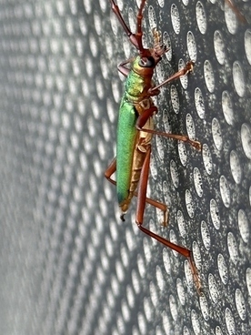 写真：アカアシオオアオカミキリ2