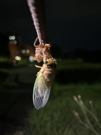 写真：クマゼミ