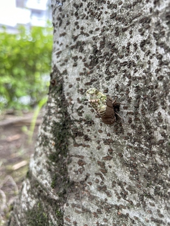 写真：ニイニイゼミ