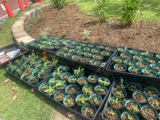 ライブラリーガーデンに植えた草花