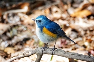 写真：ルリビタキ