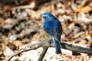 写真：ルリビタキ