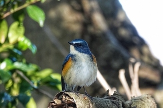 写真：ルリビタキ