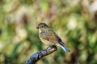 写真：ルリビタキ