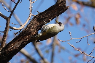 写真：アオゲラ