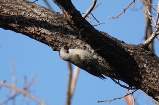 写真：アオゲラ