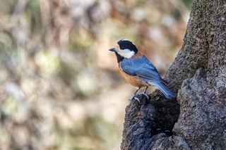 写真：ヤマガラ