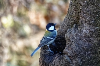 写真：シジュウカラ