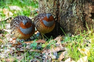 写真：コジュケイ