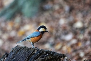 写真：ヤマガラ
