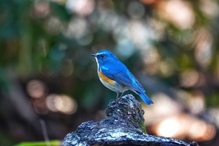 写真：ルリビタキ