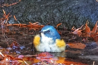 写真：ルリビタキ