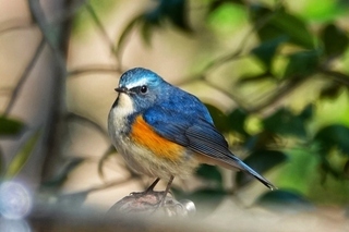 写真：ルリビタキ