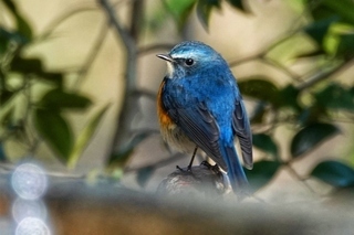 写真：ルリビタキ