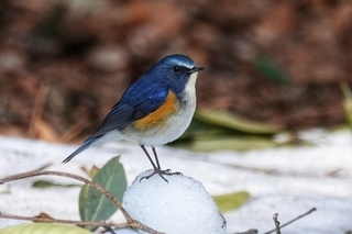 写真：ルリビタキ