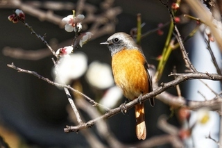 写真：ジョウビタキ