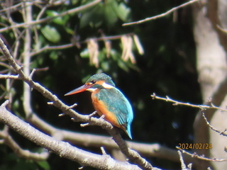 写真：カワセミ