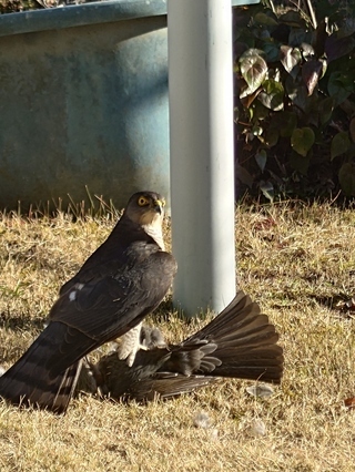 写真：ツミとヒヨドリ