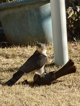 写真：ツミとヒヨドリ