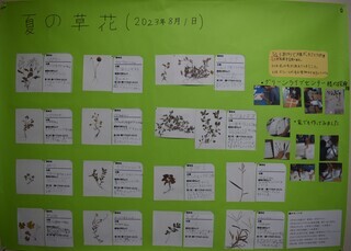 写真：ざっ草という植物はない！ つる牧西公園草花マップ