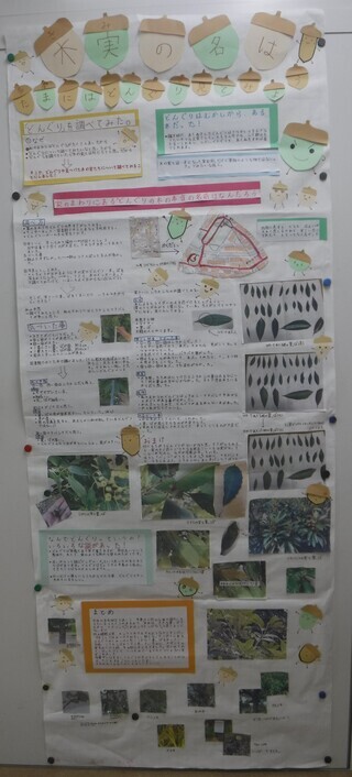 写真:木実の名は~たまにはどんぐり見てみよう~