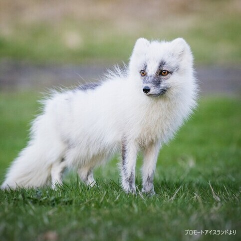 ホッキョクギツネの写真
