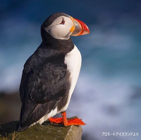 パフィンの写真