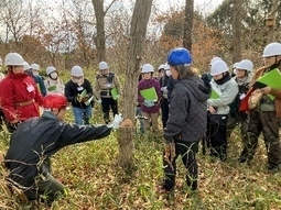 ノコギリで樹木を伐採している写真