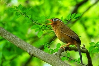 写真：ガビチョウ