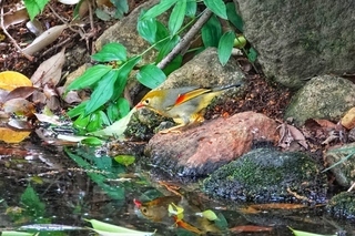 写真：ソウシチョウ