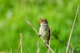 写真：オオヨシキリ