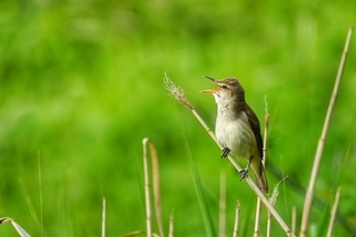 写真：オオヨシキリ