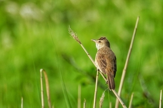 写真：オオヨシキリ