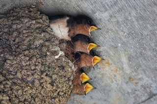 写真：ツバメの雛